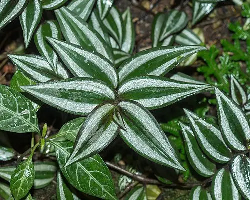 제브리나 (Tradescantia zebrina)