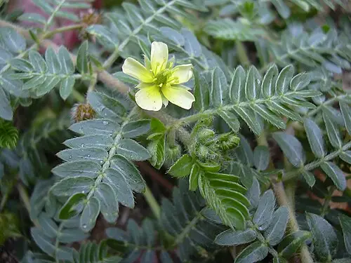 남가새 (Tribulus terrestris)