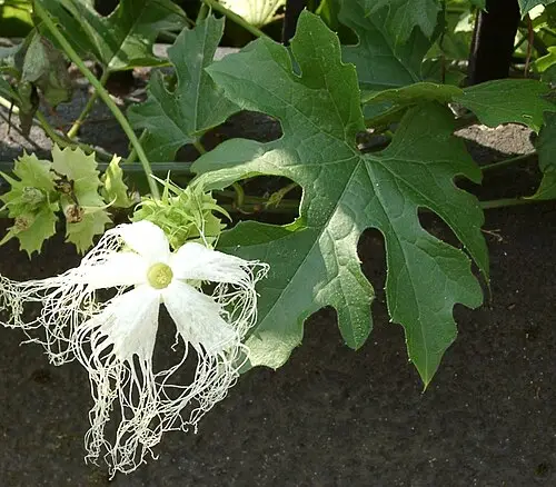 하늘타리 (Trichosanthes kirilowii)