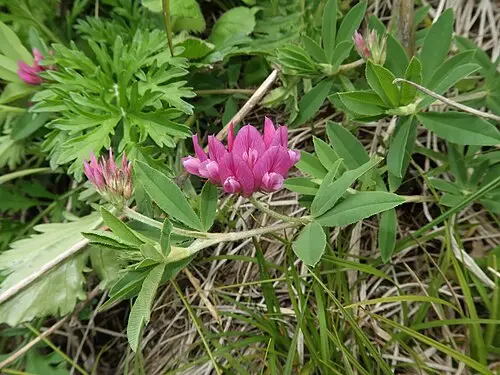 달구지풀 (Trifolium lupinaster)