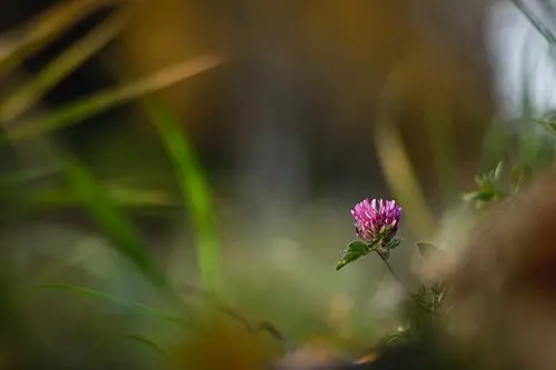 붉은토끼풀 (Trifolium pratense)