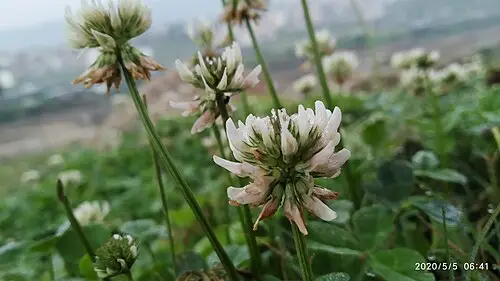 토끼풀 (Trifolium repens)