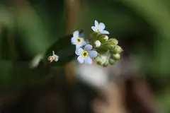 꽃마리