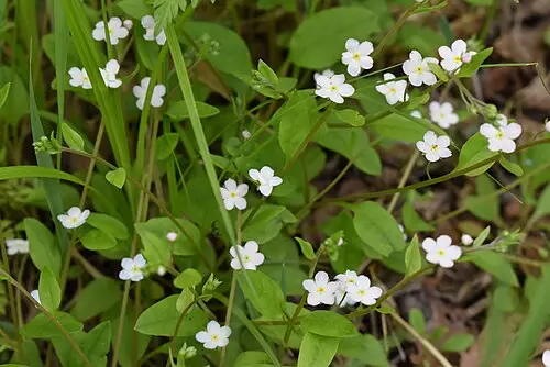 참꽃마리 (Trigonotis radicans)