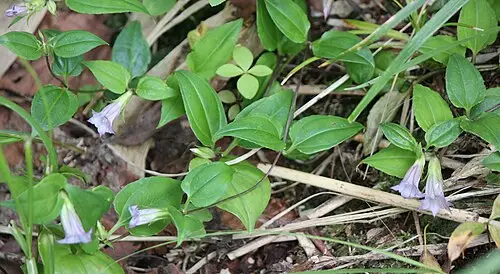덩굴용담 (Tripterospermum trinervium)