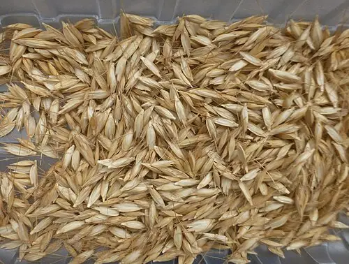 외알밀 (Triticum monococcum)