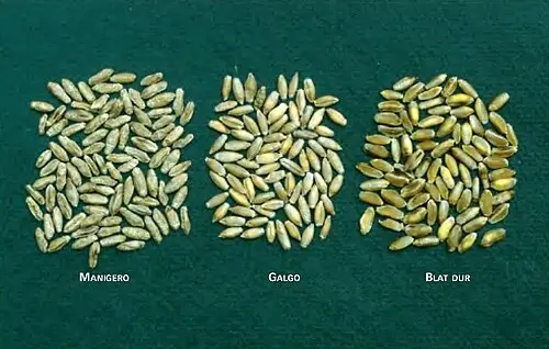 듀럼밀 (Triticum turgidum)