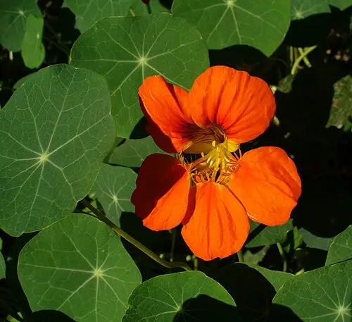 한련 (Tropaeolum majus)