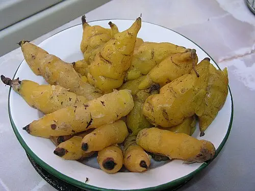 마슈아 (Tropaeolum tuberosum)