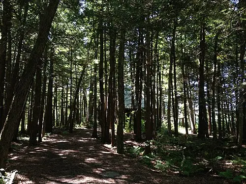 캐나다솔송나무 (Tsuga canadensis)
