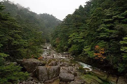 솔송나무 (Tsuga sieboldii)