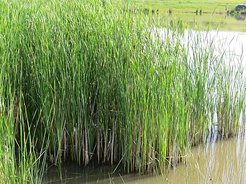 애기부들 (Typha angustifolia)