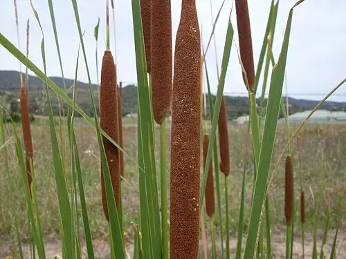 부들 (Typha orientalis)