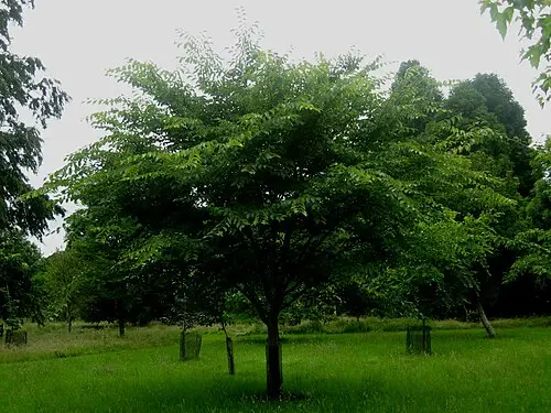 느릅나무 (Ulmus davidiana)