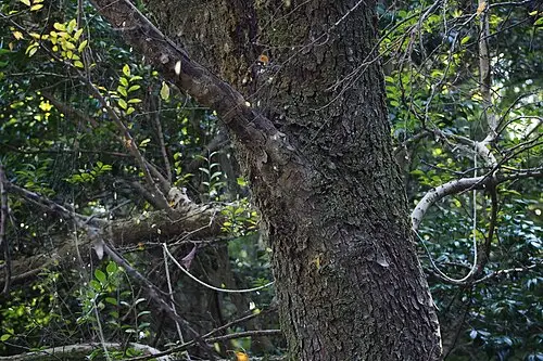 참느릅나무 (Ulmus parvifolia)