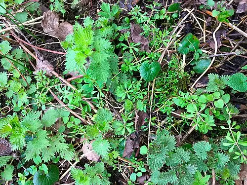 서양쐐기풀 (Urtica dioica)