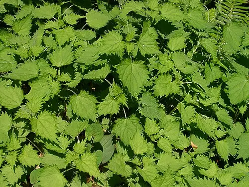 쐐기풀 (Urtica thunbergiana)