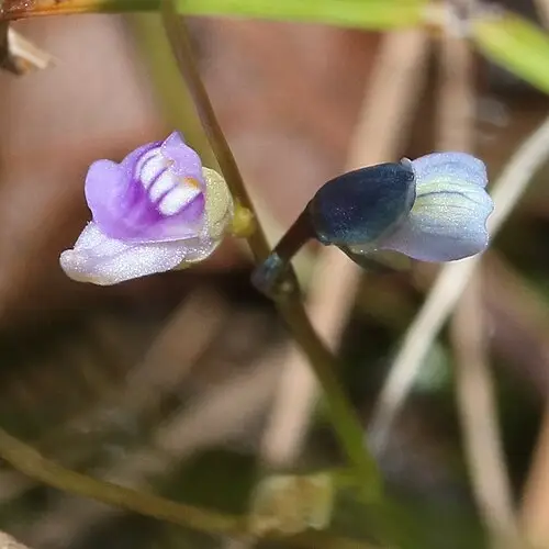 자주땅귀개 (Utricularia uliginosa)