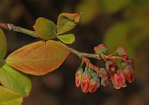 블루베리 (Vaccinium corymbosum)