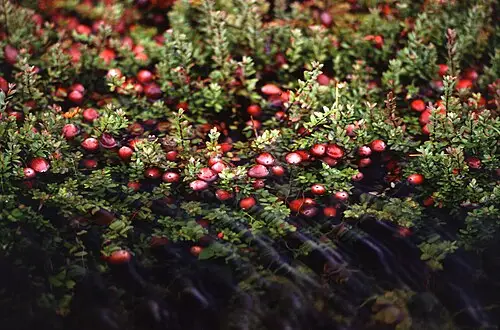 크랜베리 (Vaccinium macrocarpon)