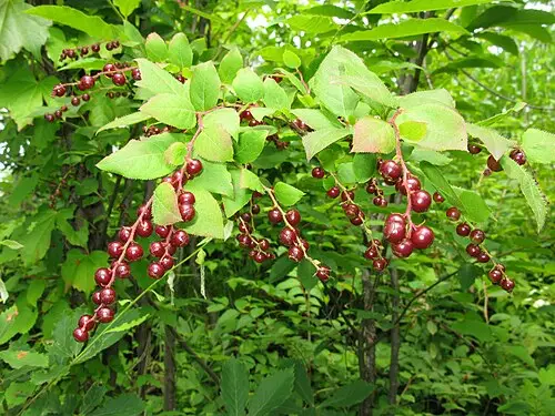 정금나무 (Vaccinium oldhamii)