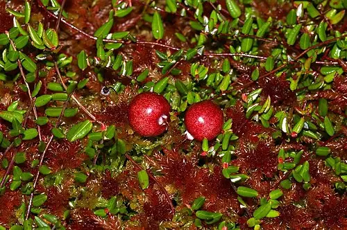 넌출월귤 (Vaccinium oxycoccos)