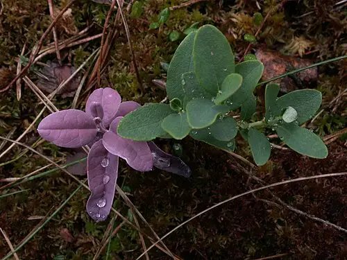 들쭉나무 (Vaccinium uliginosum)