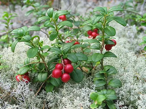 월귤 (Vaccinium vitis-idaea)