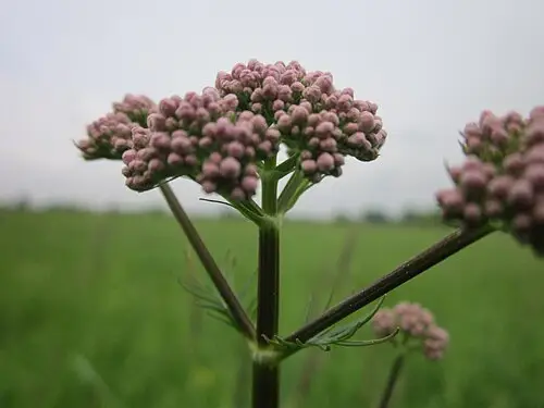 쥐오줌풀 (Valeriana fauriei)