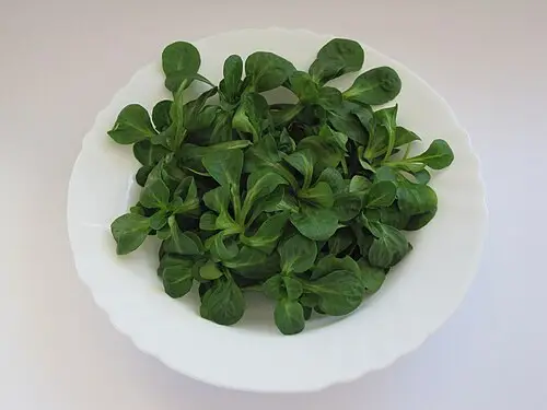 콘샐러드 (Valerianella locusta)