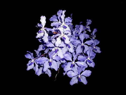 푸른반다 (Vanda coerulea)