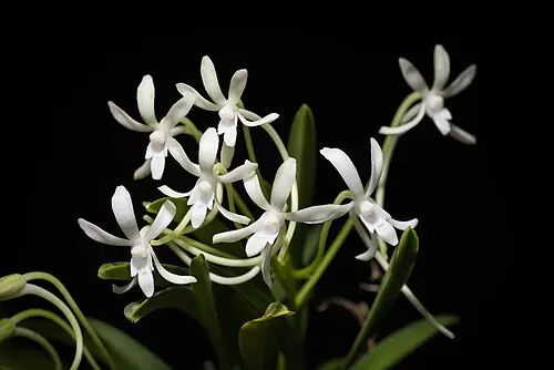 풍란 (Vanda falcata)