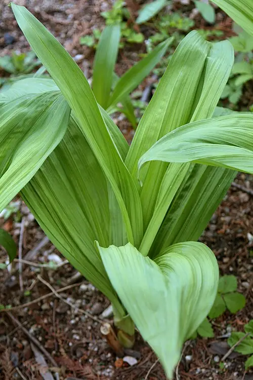 여로 (Veratrum maackii)