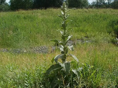 우단담배풀 (Verbascum thapsus)