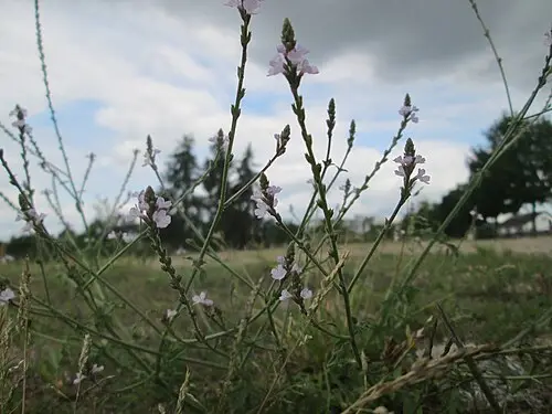 마편초 (Verbena officinalis)