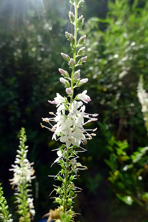 꼬리풀 (Veronica linariifolia)