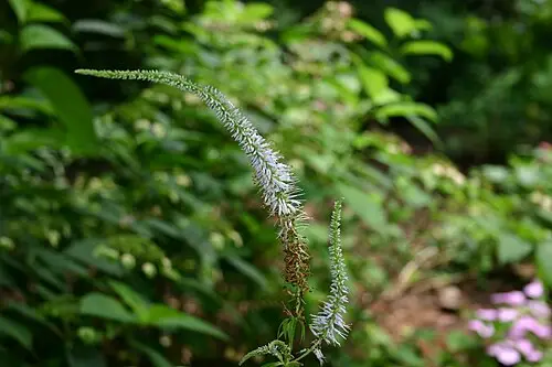 냉초 (Veronicastrum sibiricum)