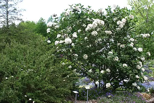 분꽃나무 (Viburnum carlesii)