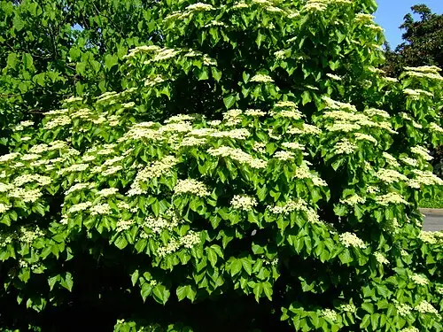 가막살나무 (Viburnum dilatatum)