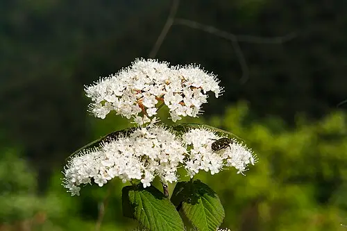 덜꿩나무 (Viburnum erosum)