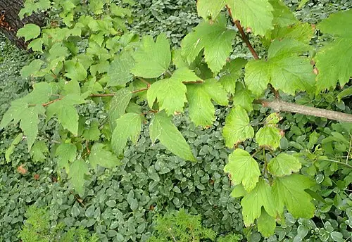 백당나무 (Viburnum sargentii)