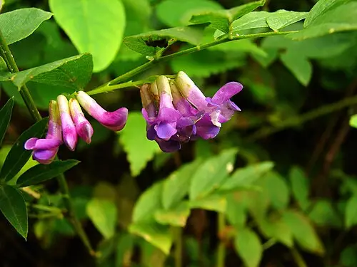 갈퀴나물 (Vicia amoena)