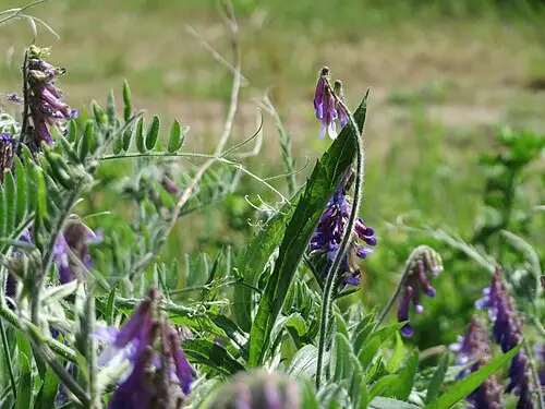 등갈퀴나물 (Vicia cracca)
