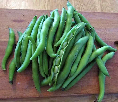 누에콩 (Vicia faba)