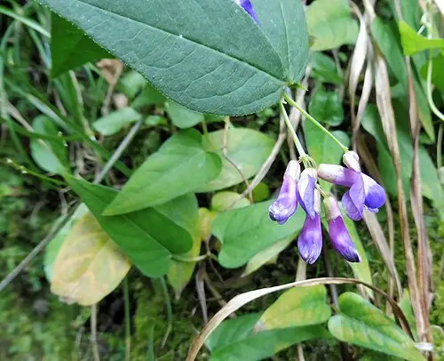 나비나물 (Vicia unijuga)