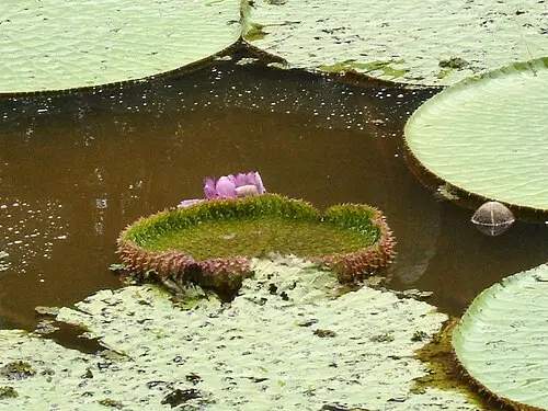 빅토리아수련 (Victoria amazonica)