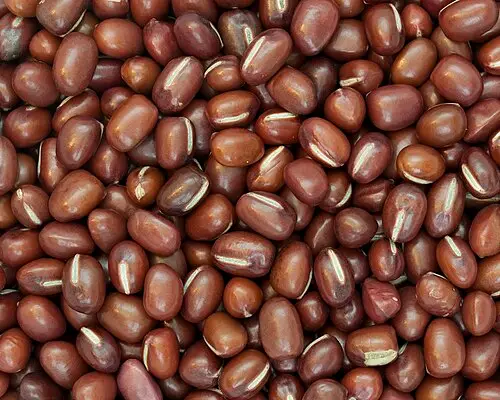 팥 (Vigna angularis)