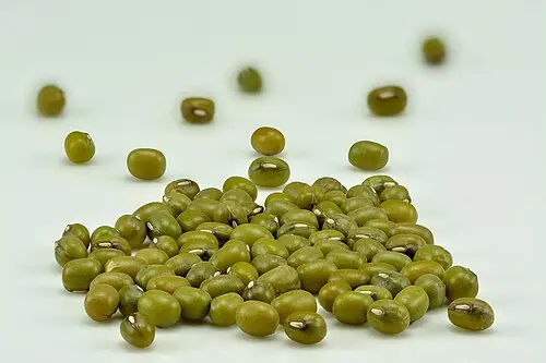 녹두 (Vigna radiata)