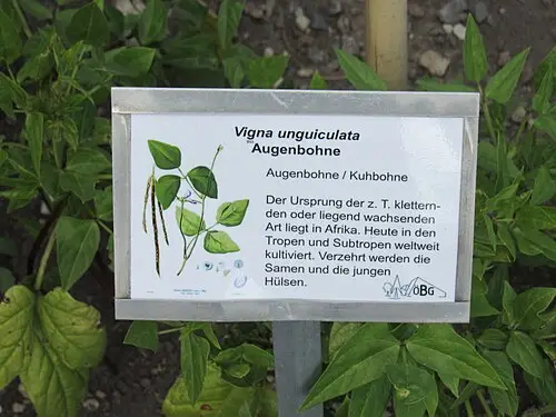 동부 (Vigna unguiculata)