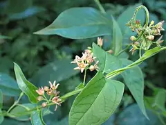 덩굴민백미꽃